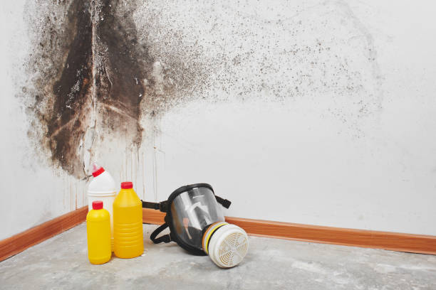 Best Mold Cleaning Services  in Haysville, KS