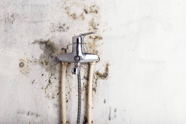 Best Toxic Mold Removal  in Haysville, KS