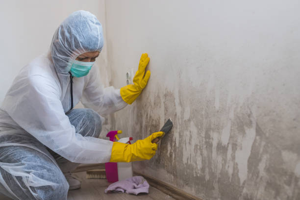 Best Professional Mold Removal  in Haysville, KS