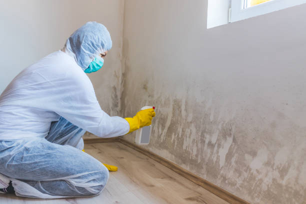 Best Attic Mold Removal  in Haysville, KS