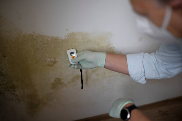 Best Mold Removal Specialists  in Haysville, KS