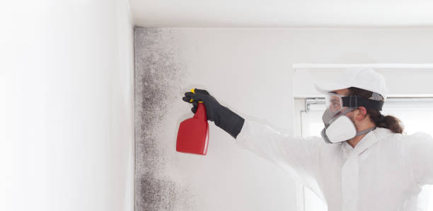 Best Mold Remediation Services  in Haysville, KS