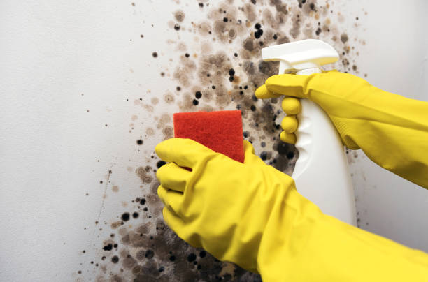 Best Affordable Mold Removal  in Haysville, KS