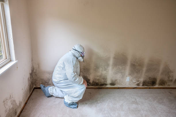 Best Mold Testing and Removal  in Haysville, KS