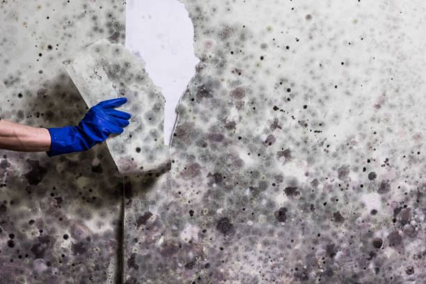 Best Mold Removal Company Near Me  in Haysville, KS