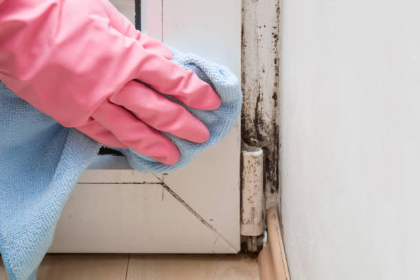 Best Commercial Mold Removal  in Haysville, KS